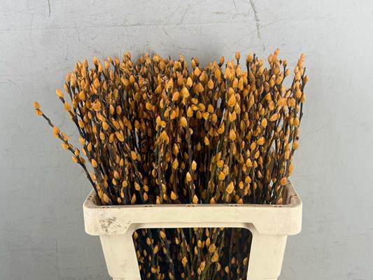 <h4>Salix Snowflake 60cm Apricot</h4>