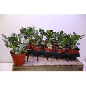 Opuntia