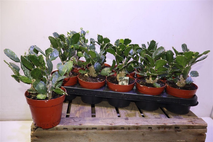 <h4>Opuntia</h4>