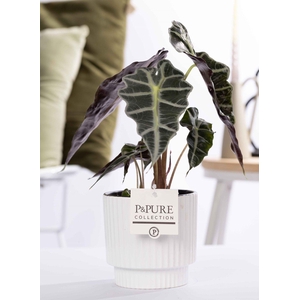 Alocasia Polly in P&PURE Ivy ceramics shiny white