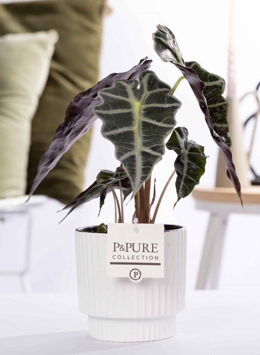 <h4>Alocasia Polly in P&PURE Ivy ceramics shiny white</h4>
