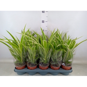 Chlorophytum com.
