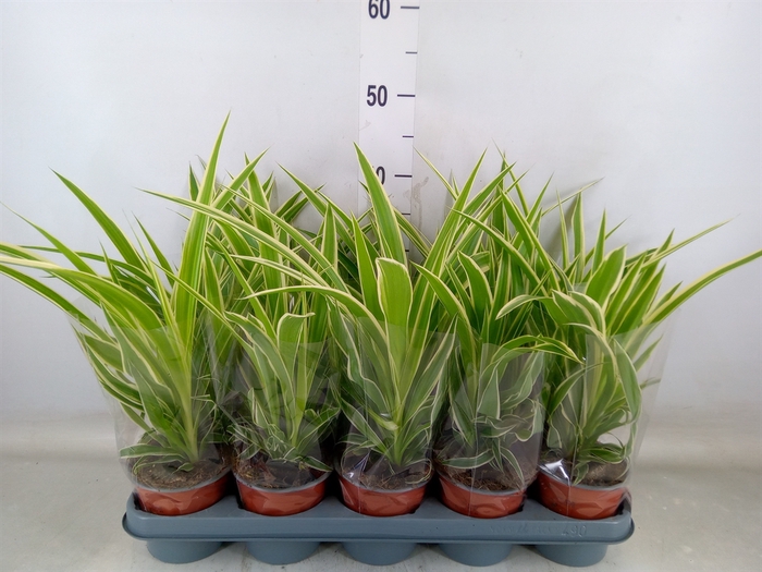 <h4>Chlorophytum com.</h4>