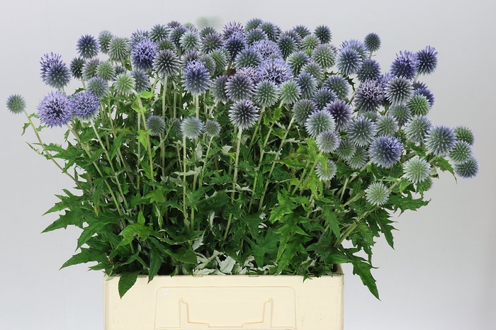 <h4>Echinops Ba Blue Globe</h4>