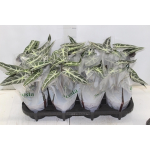 ALOCASIA PICOLLINI P12