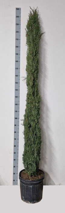 <h4>.Cupressus semp</h4>