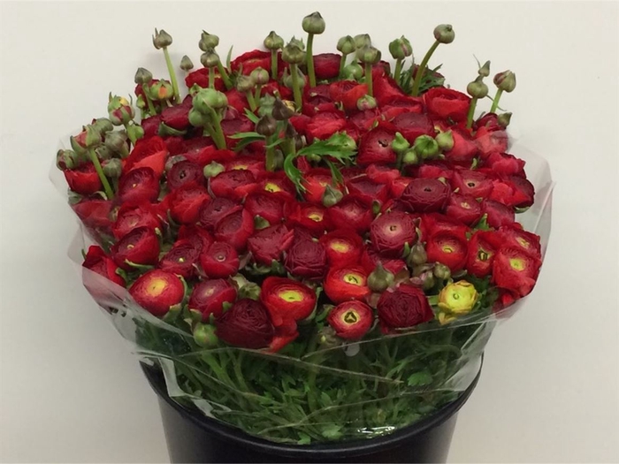 <h4>Ran El Sr Red Super</h4>