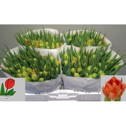 <h4>TU DU VIKING</h4>