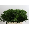 Ruscus Hypophyllum