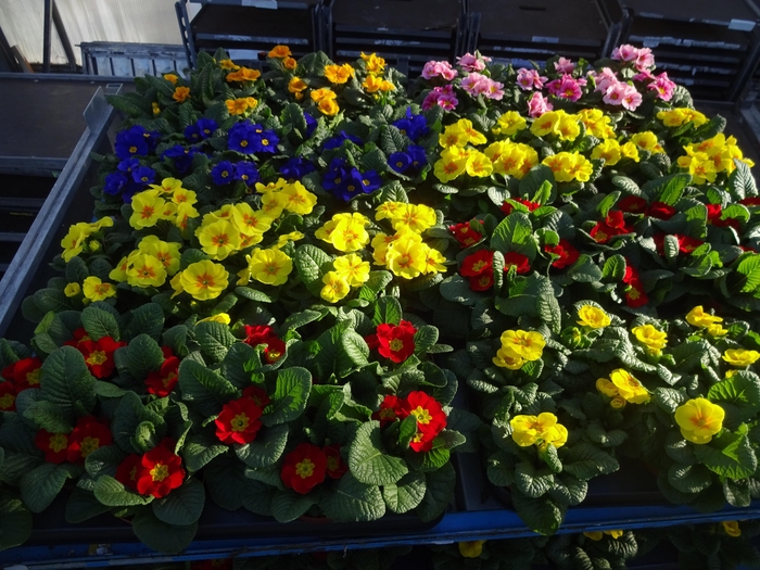 <h4>PRIM AC MIXK</h4>