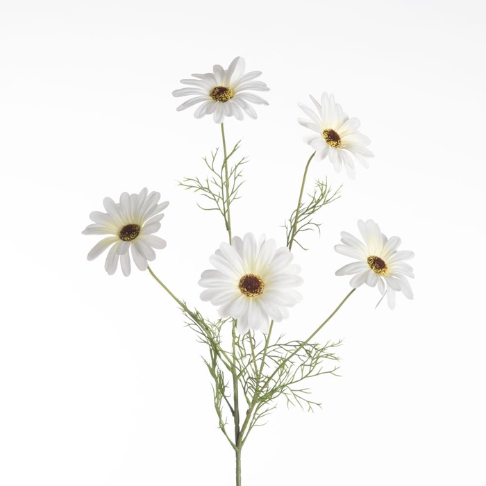 <h4>Af Leucanthemum X5 L80cm White</h4>