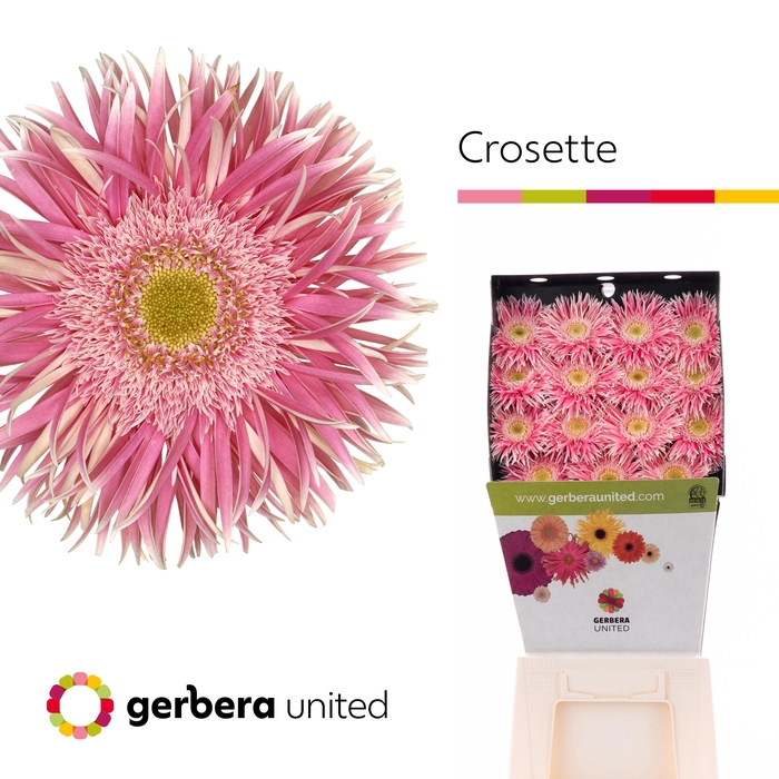 Gerbera Spider Crossette Diamond