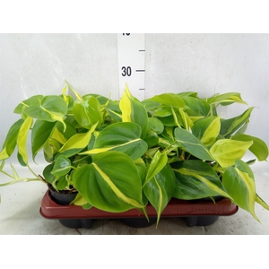 Philodendron scand. 'Brasil'