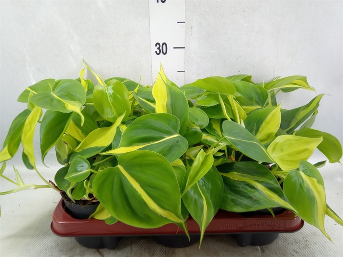 <h4>Philodendron scand. 'Brasil'</h4>