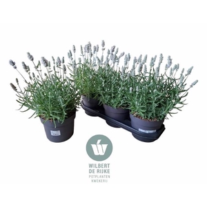 LAVANDULA VIENCO WHITE P19