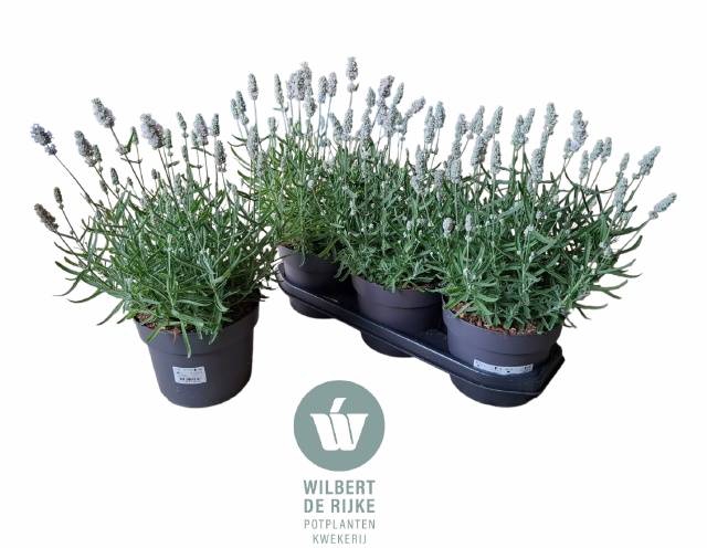 <h4>LAVANDULA VIENCO WHITE P19</h4>