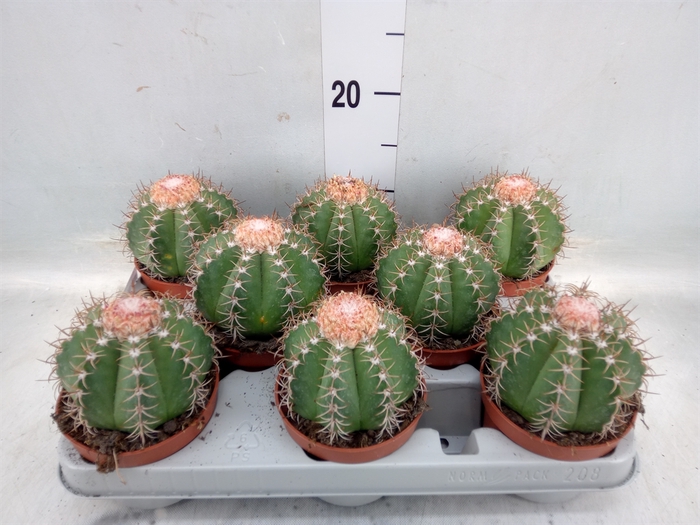 <h4>Melocactus matanzanus</h4>