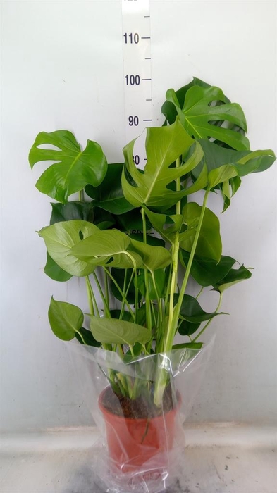 <h4>Monstera delic.</h4>