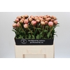 Paeonia Albert Crousse
