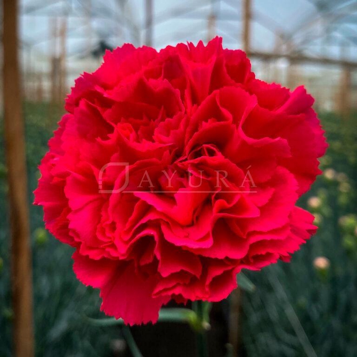 <h4>DI ST HOT PINK SELECT</h4>