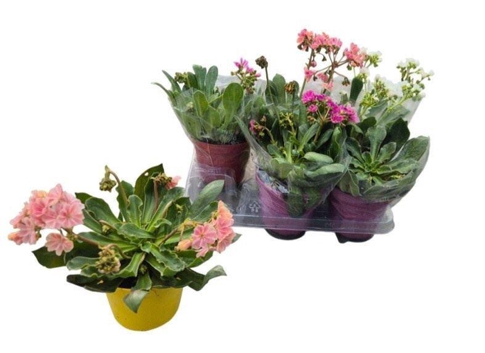 <h4>Lewisia cotyledon</h4>