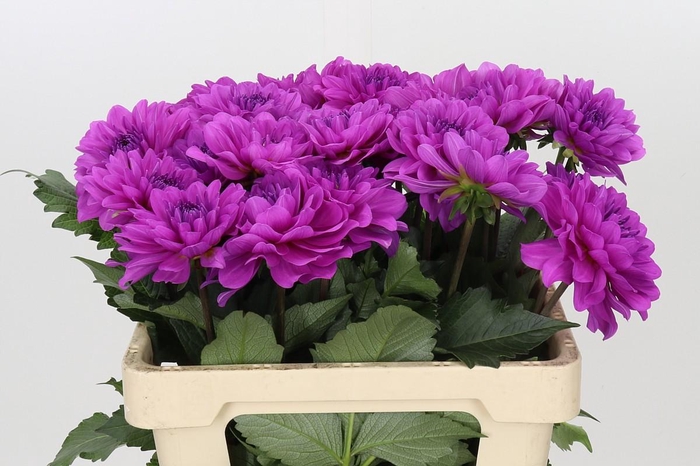 <h4>Dahlia Karma Lagoon</h4>