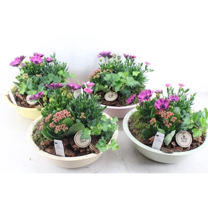 arr4 Outdoor PL - Zink schaal pastel mix