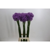 Allium Gladiator