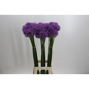 Allium Gladiator