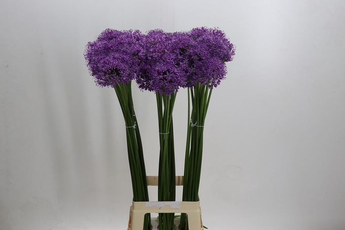 <h4>Allium Gladiator</h4>