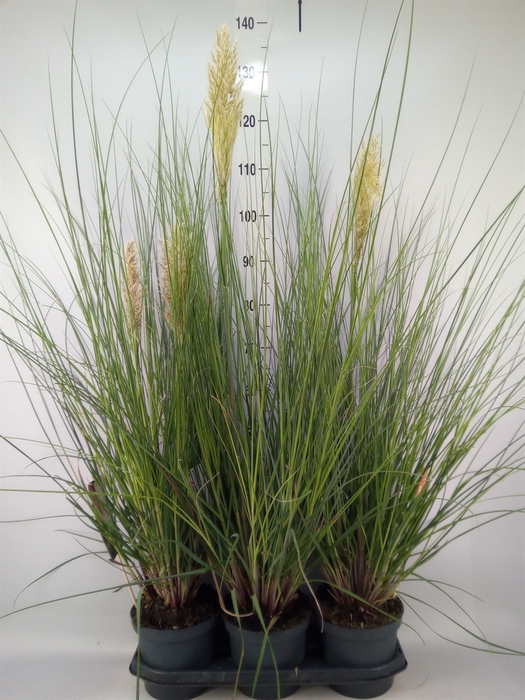 <h4>Cortaderia sell. 'Pumila'</h4>