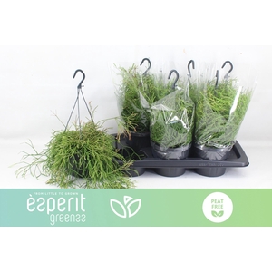 RHIPSALIS EASY SWEET P17