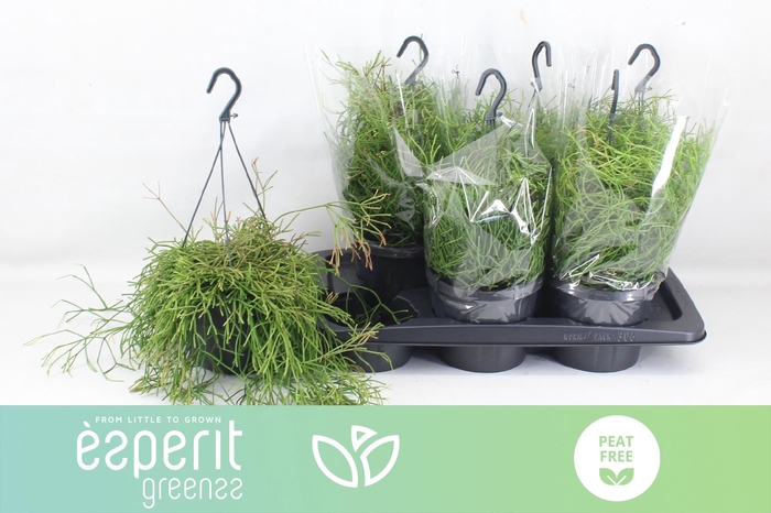 <h4>RHIPSALIS EASY SWEET</h4>