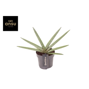 Sansevieria Tiara Stripes