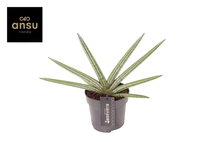 <h4>Sansevieria Tiara Stripes</h4>