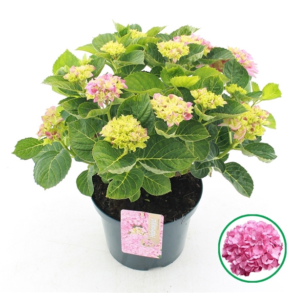 <h4>Hydrangea macr. Roze C5 (23cm.) Kn.</h4>