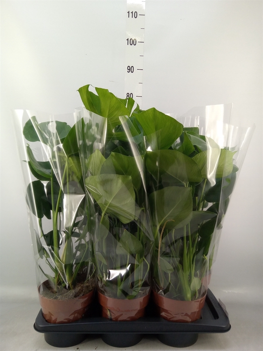 <h4>Monstera delic.</h4>