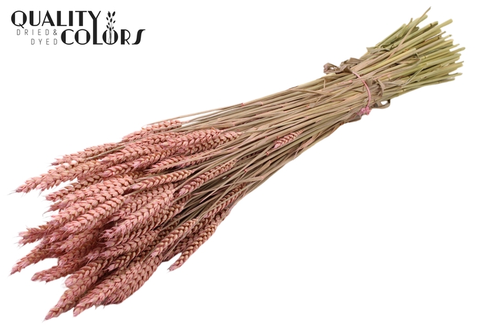 <h4>Triticum per bunch Frosted Pink</h4>