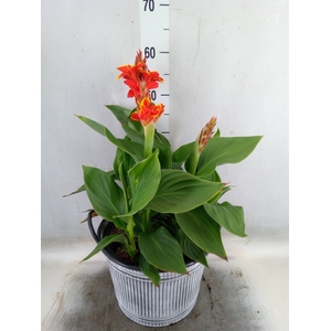 Canna  'Cannova Red Shades'