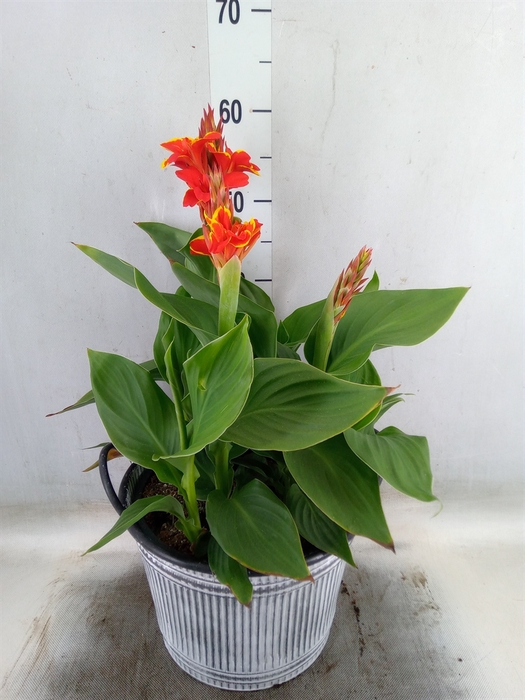 <h4>Canna  'Cannova Red Shades'</h4>