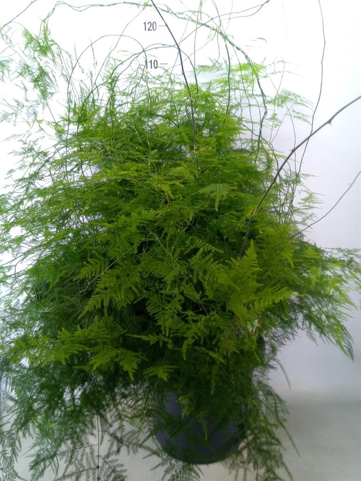 <h4>Asparagus setaceus</h4>