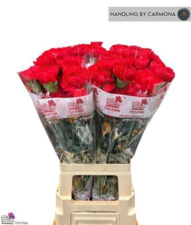 <h4>Di St Sparta+</h4>