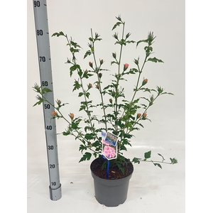 HIBISCUS SYRIACUS