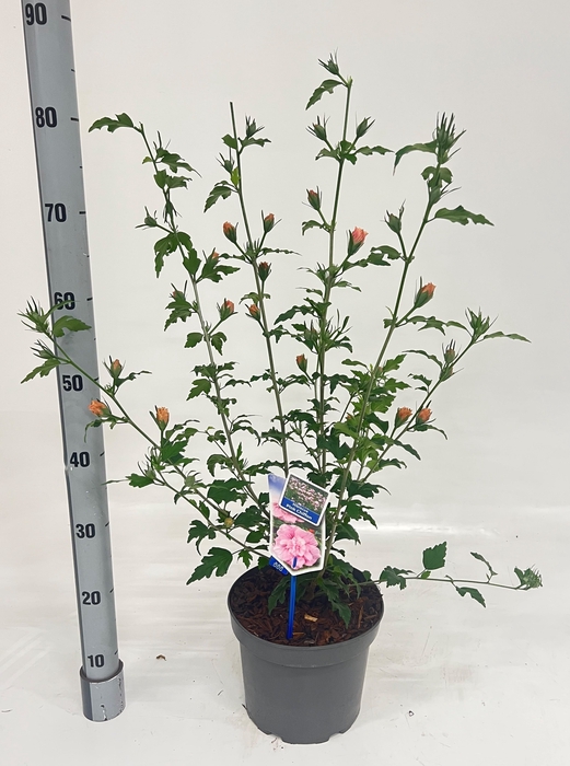 <h4>HIBISCUS SYRIACUS</h4>