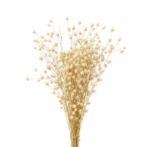 Dried Wheep. Bamboo Bleached Bunch