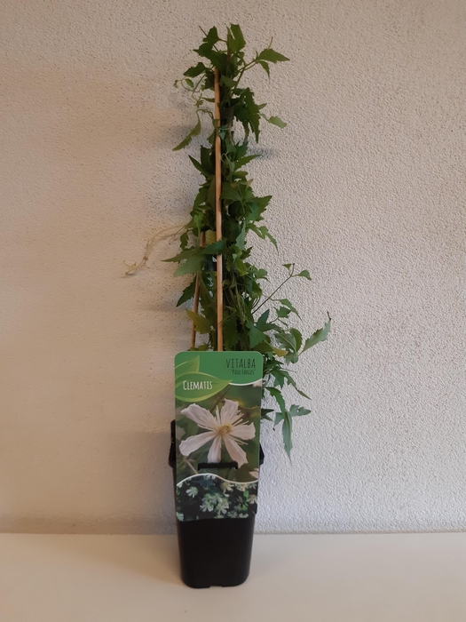 <h4>Clematis 'Paul farges'</h4>