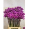 Allium Purple Sensation