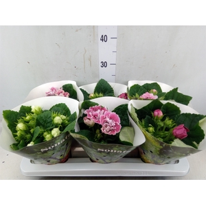 Sinningia  'Sonata'   ...mix