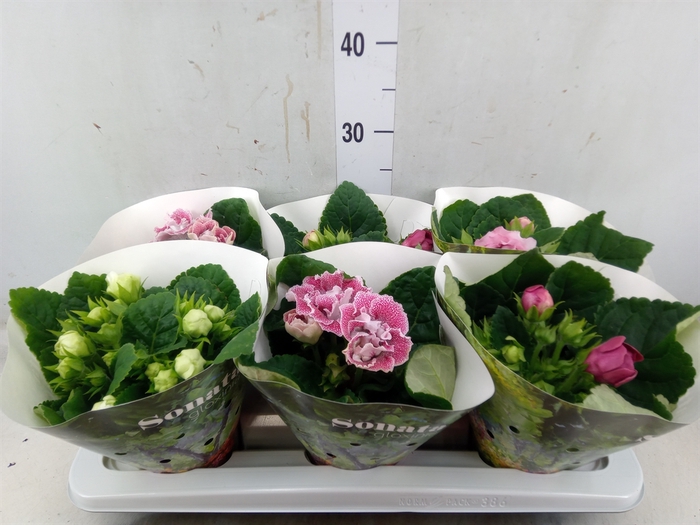 <h4>Sinningia  'Sonata'   ...mix</h4>