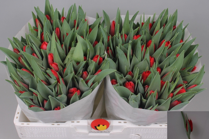 <h4>TU EN TOPROY</h4>